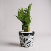 ZZ Plant Green in Painted terracotta pot
