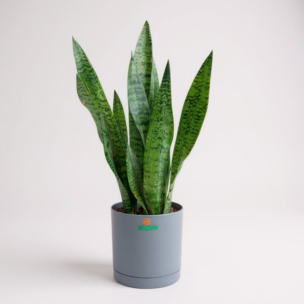 Snake Plant Silver large