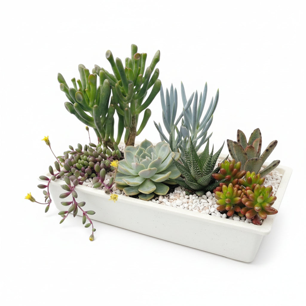 Succulent Arrangement in plastic tray