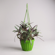 Rhoeo discolor in Hanging Basket