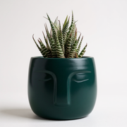 Haworthia Zebra in 3D Printed OLA Pot