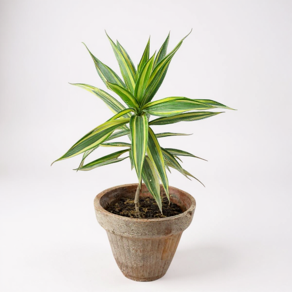 Dracena Reflexa Song of India tricolor New Variety