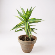Dracena Reflexa Song of India tricolor New Variety