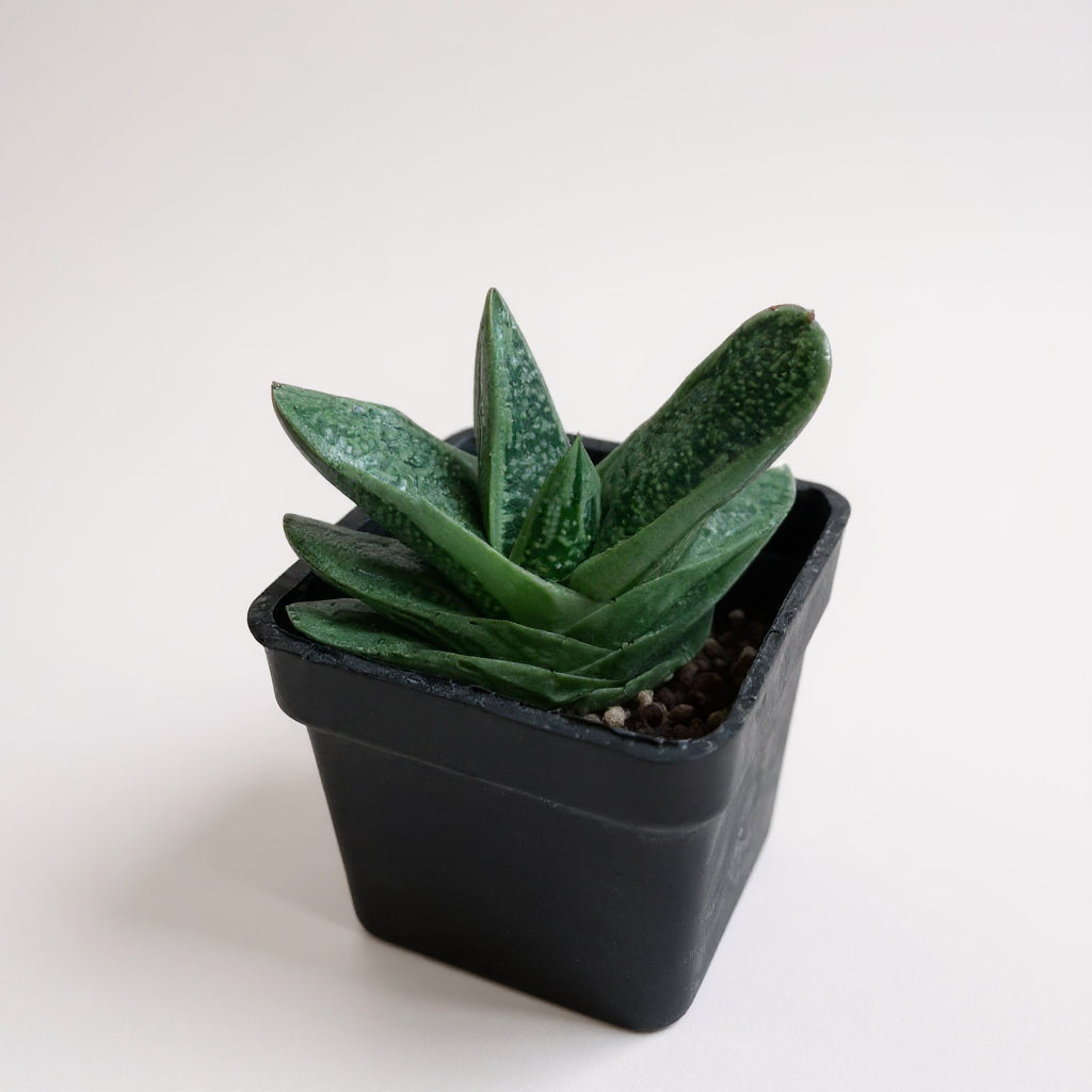 Gasteria