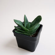 Gasteria