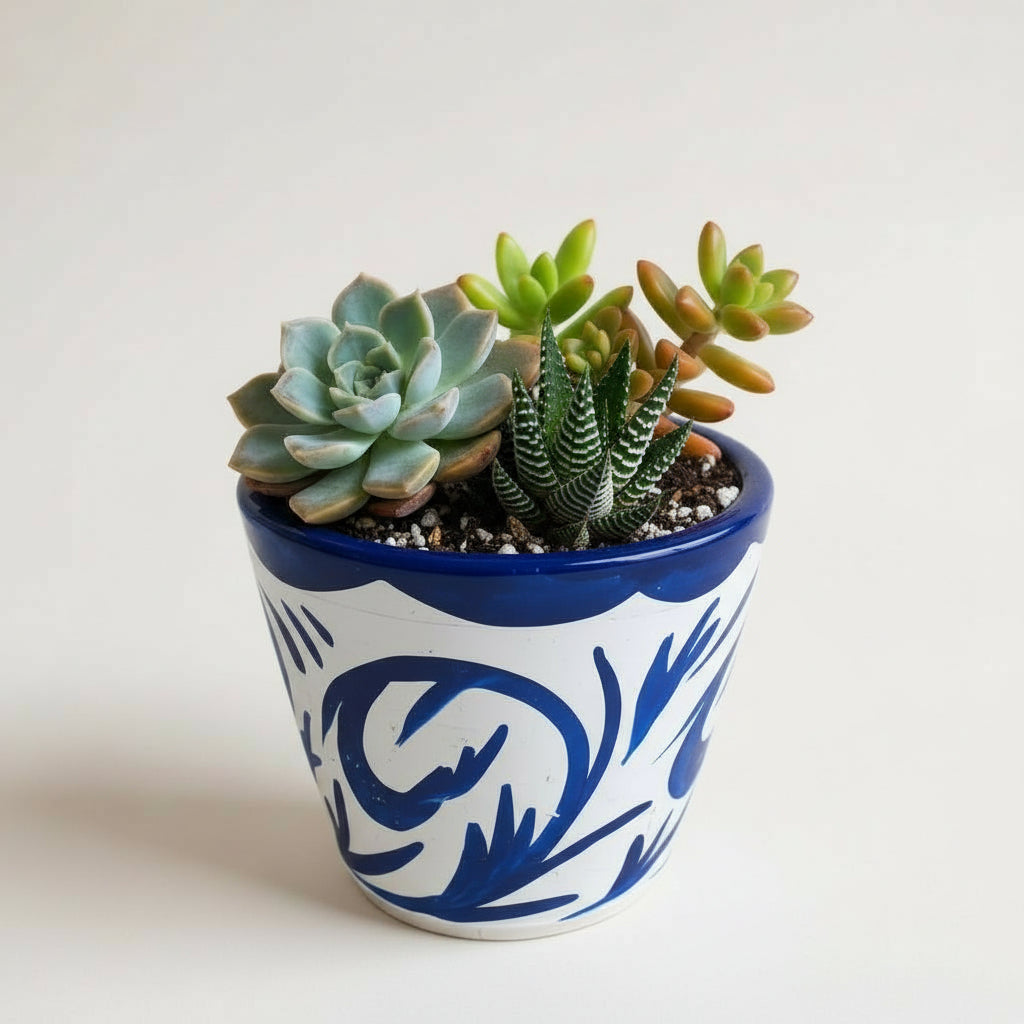 Succulent Arrangement in Terracotta Painted Pot