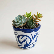 Succulent Arrangement in Terracotta Painted Pot