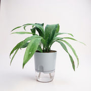 Aspidistra shooting star