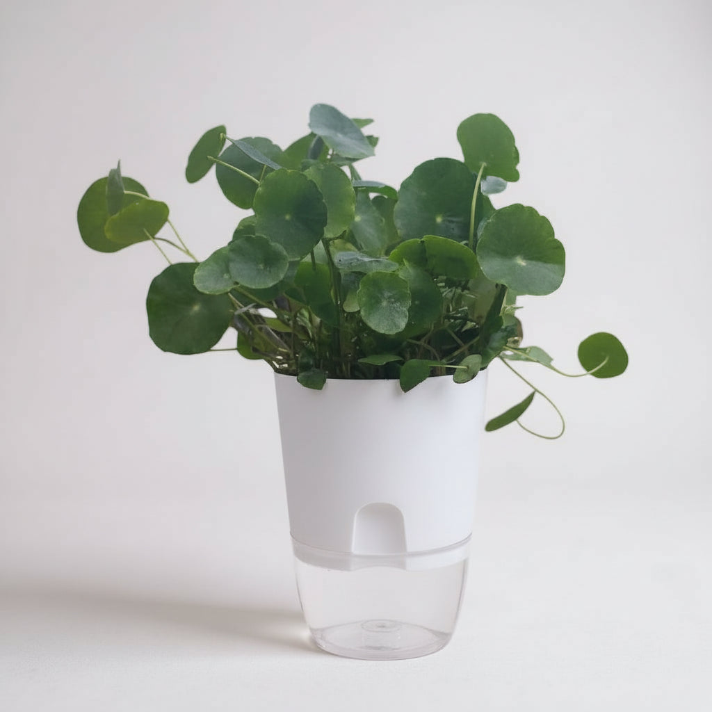 Pennywort Dollar Plant