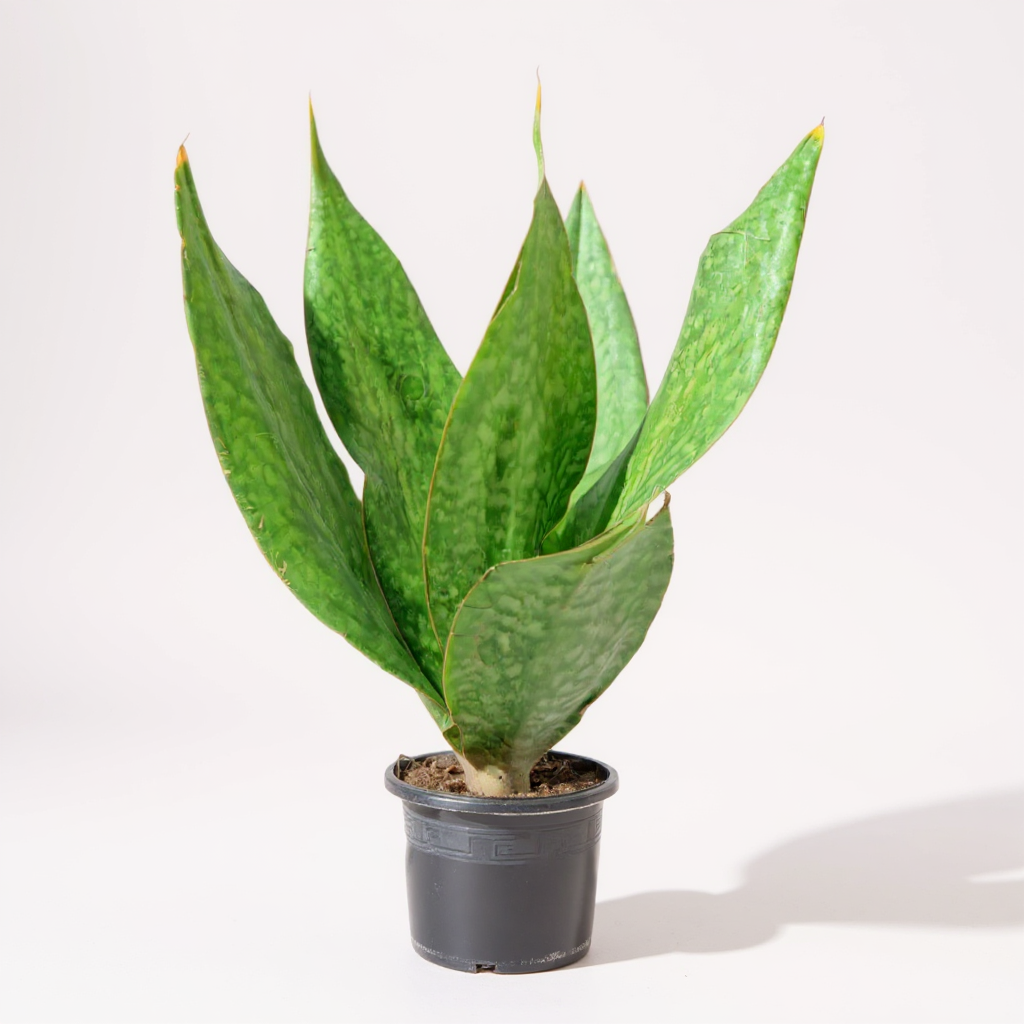 Snake Plant Sensaveria Whale Fin