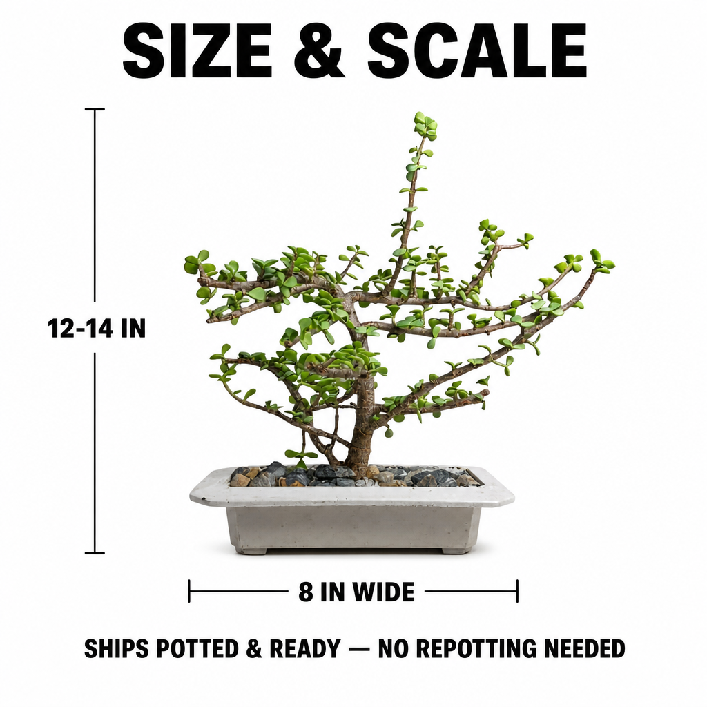 Lucky Jade Bonsai - Size and dimensions