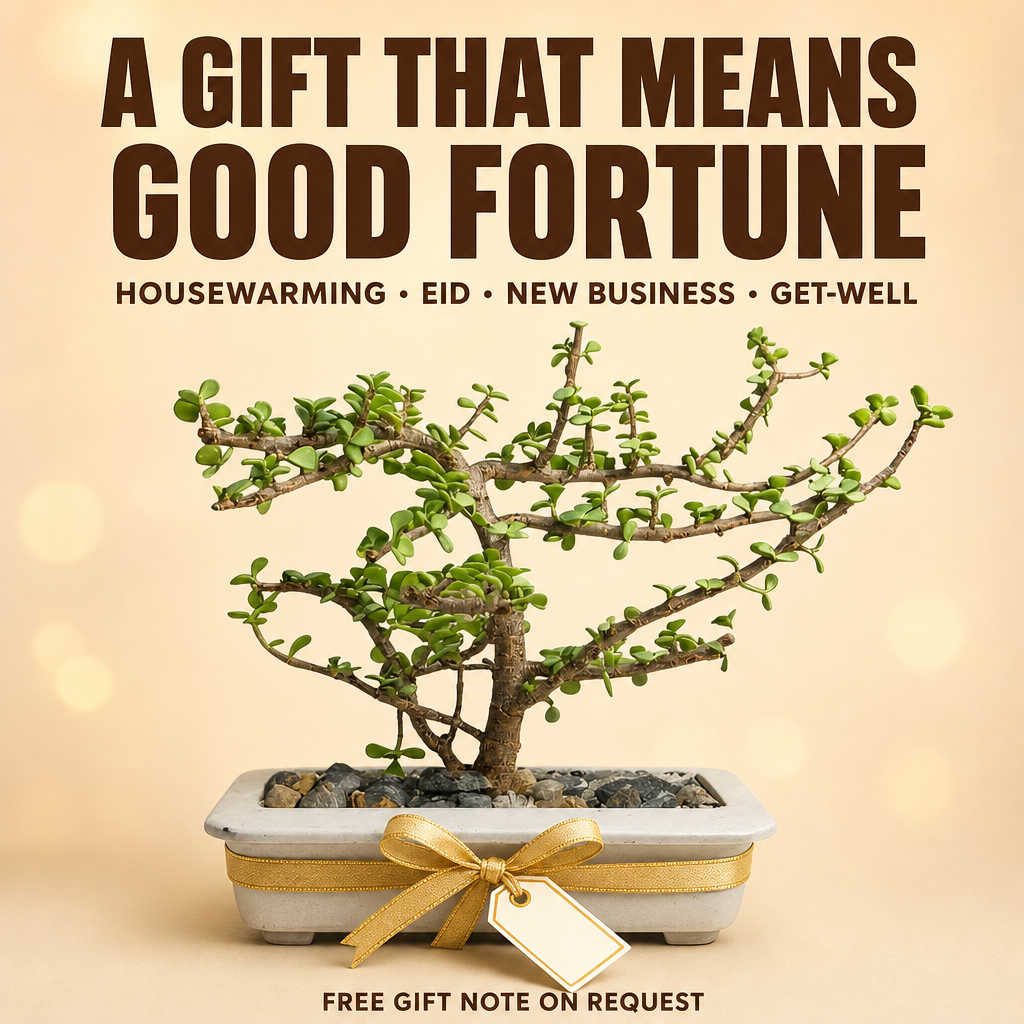 Lucky Jade Bonsai - Perfect gift for any occasion