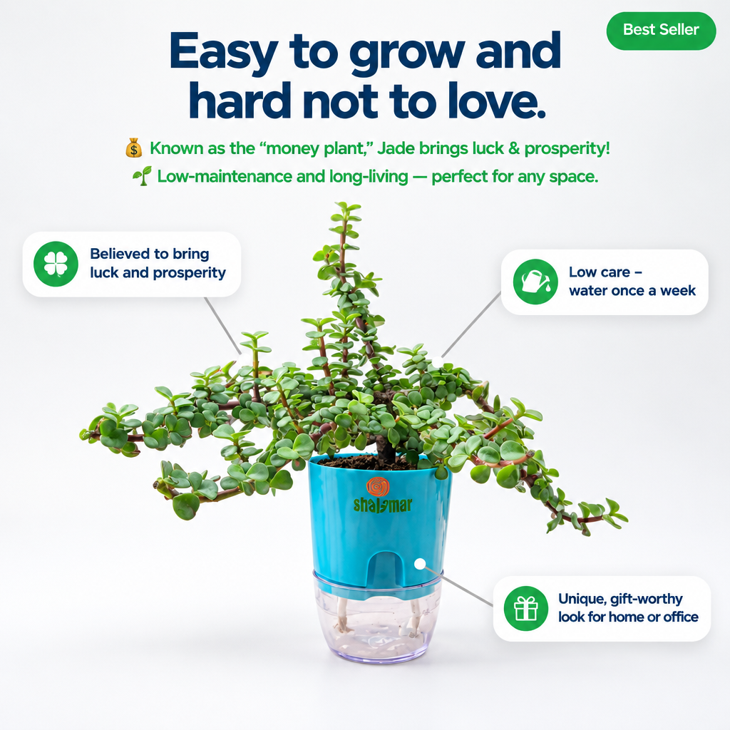 Lucky Jade Plant Tasbeeh Bail - key features infographic