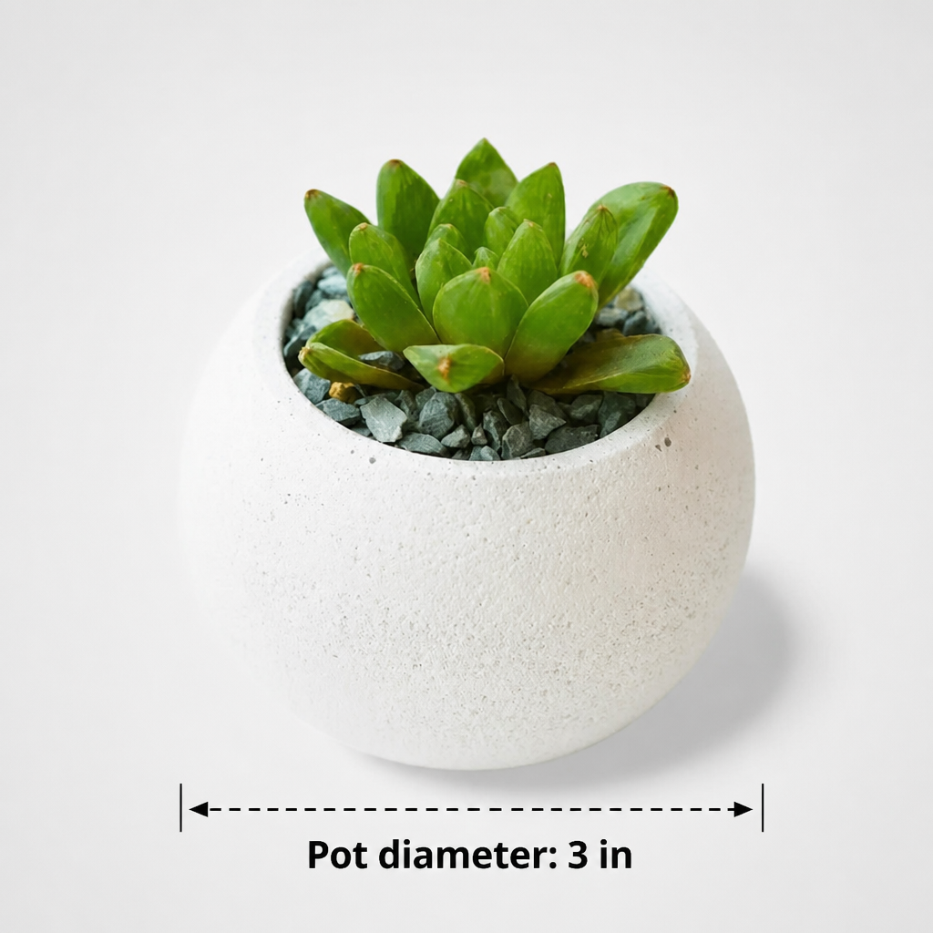 Haworthia cooperi - dimensions: pot 3 in