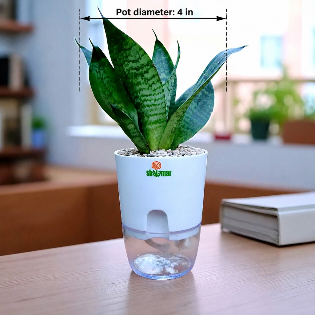 Snake Plant Sensaveria Hahnii - dimensions: pot 4 in