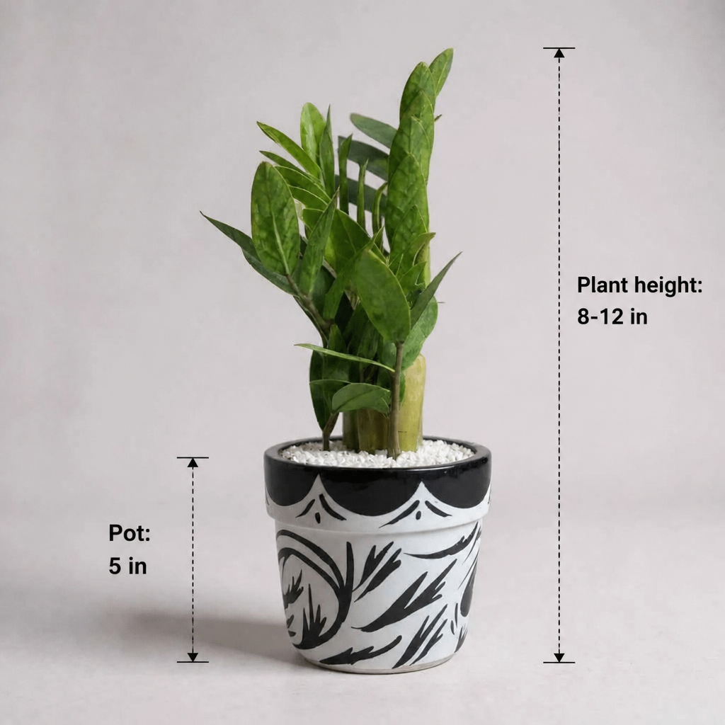 ZZ Plant Green in Painted terracotta pot - dimensions: plant height 8-12 in, pot 5 in