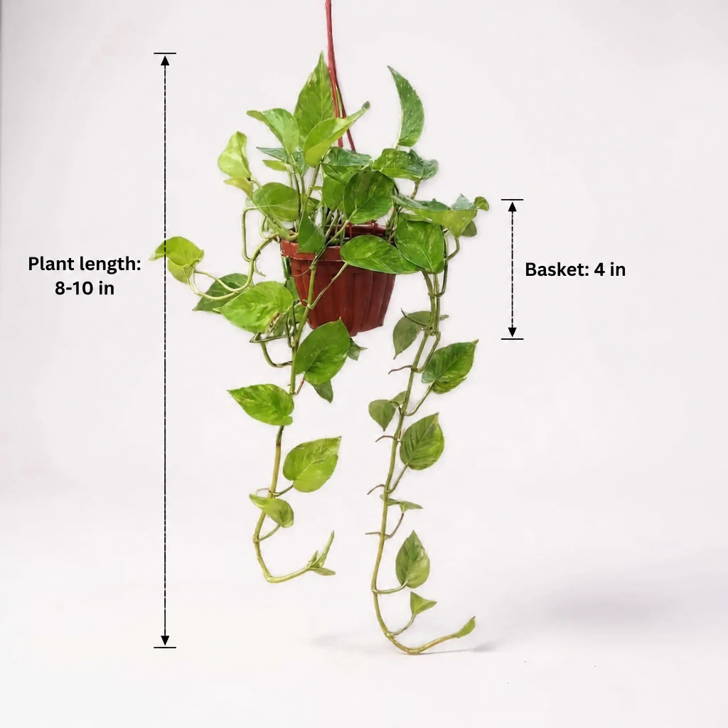 Pothos Variegated in Hanging Basket - dimensions: plant length 8-10 in, basket 4 in