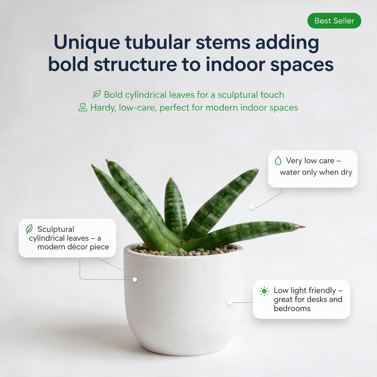 Snake Plant Sensaveria cylindrica boncel - key features infographic