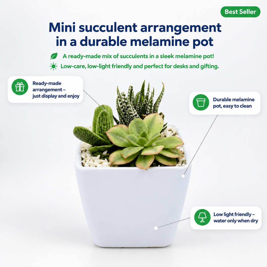 Succulent Arrangement in Melamine Pot - key features infographic
