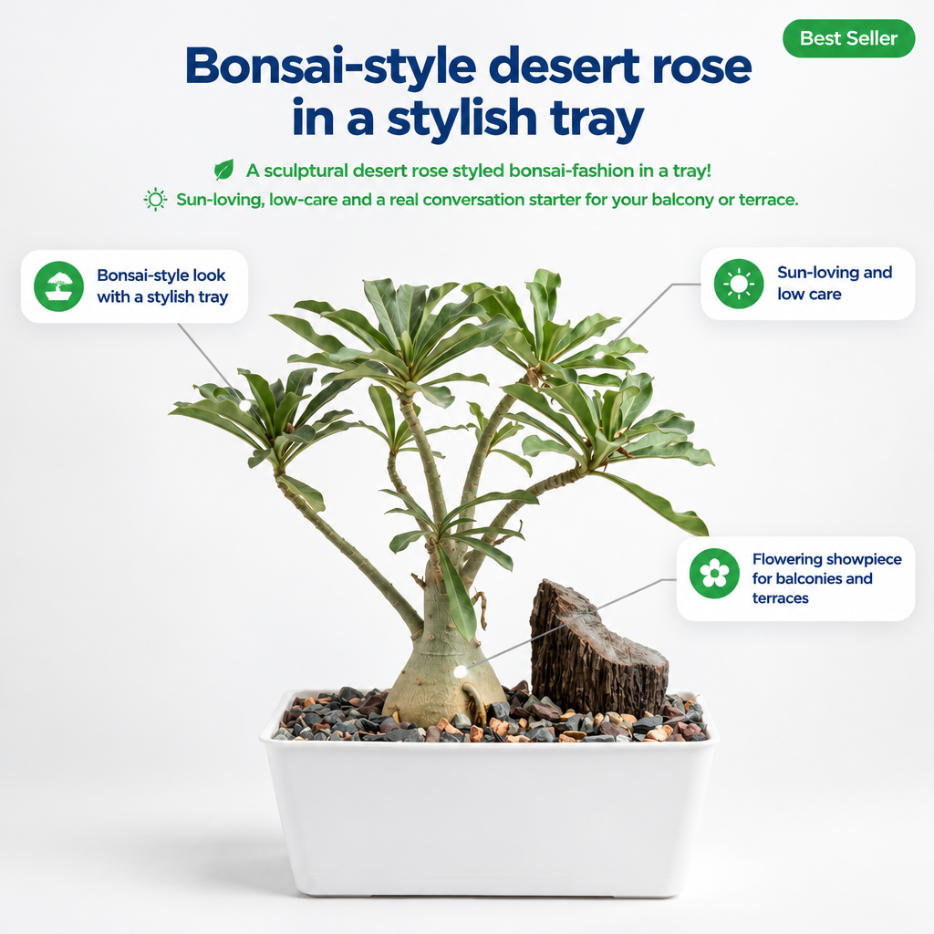 Adenium with Bonsai Tray - key features infographic
