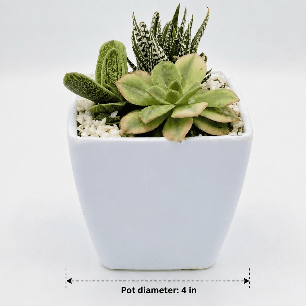 Succulent Arrangement in Melamine Pot - dimensions: pot 4 in