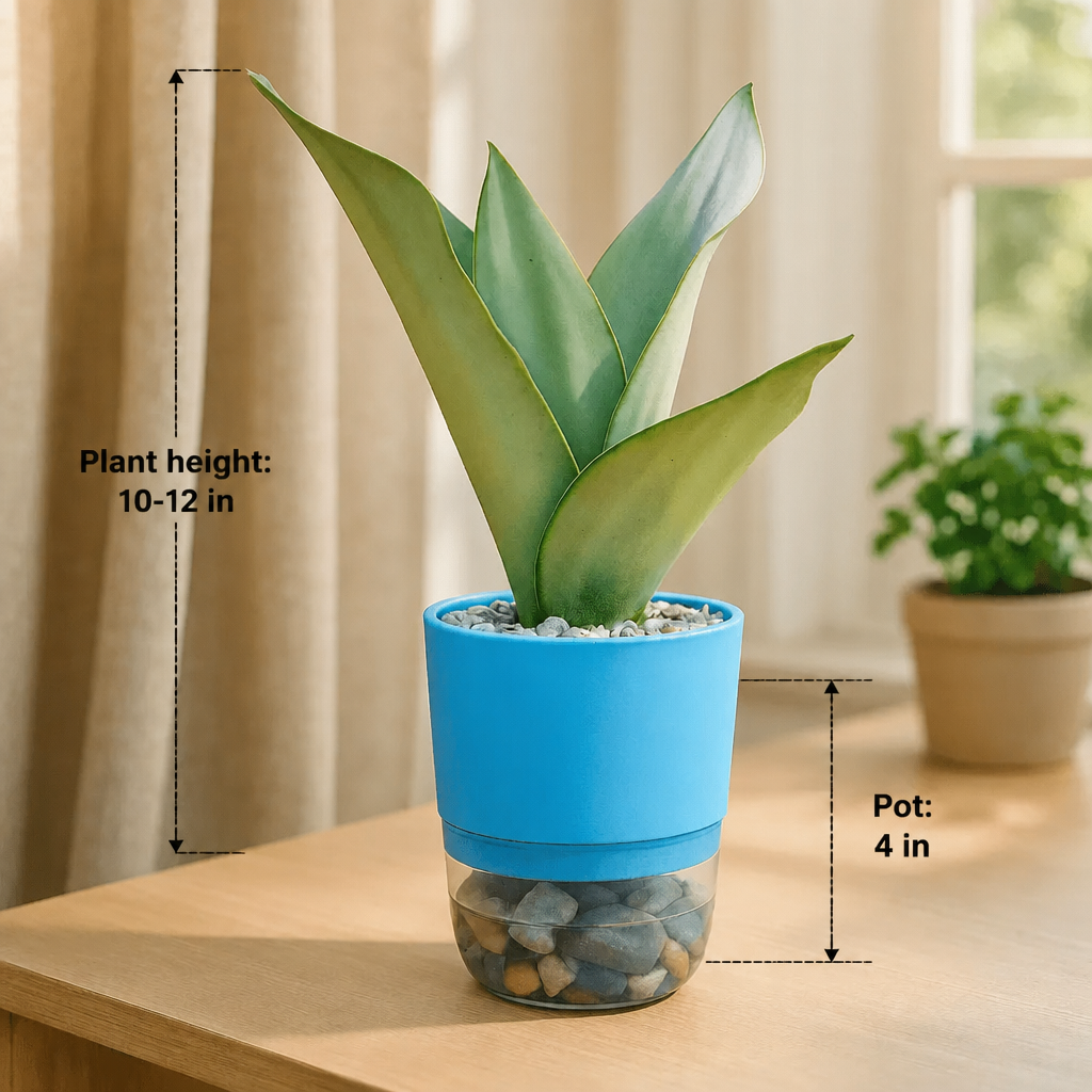 Sansevieria trifasciata moonshine - dimensions: plant height 10-12 in, pot 4 in