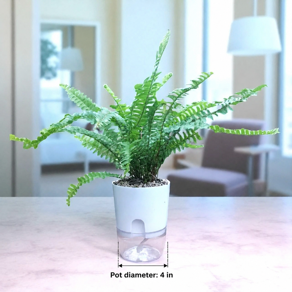Boston Fern - dimensions: pot 4 in