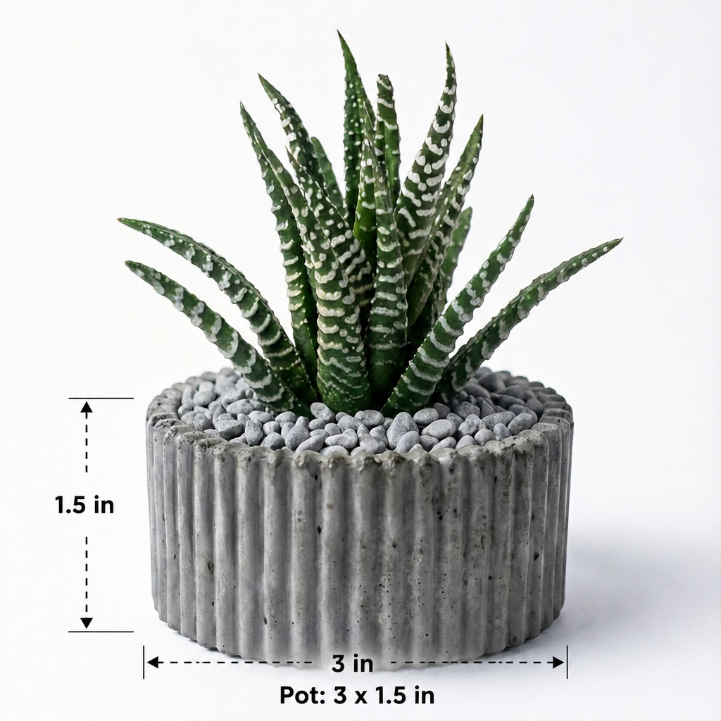 Haworthia Zebra in ribbed pot - dimensions: pot 3 x 1.5 in
