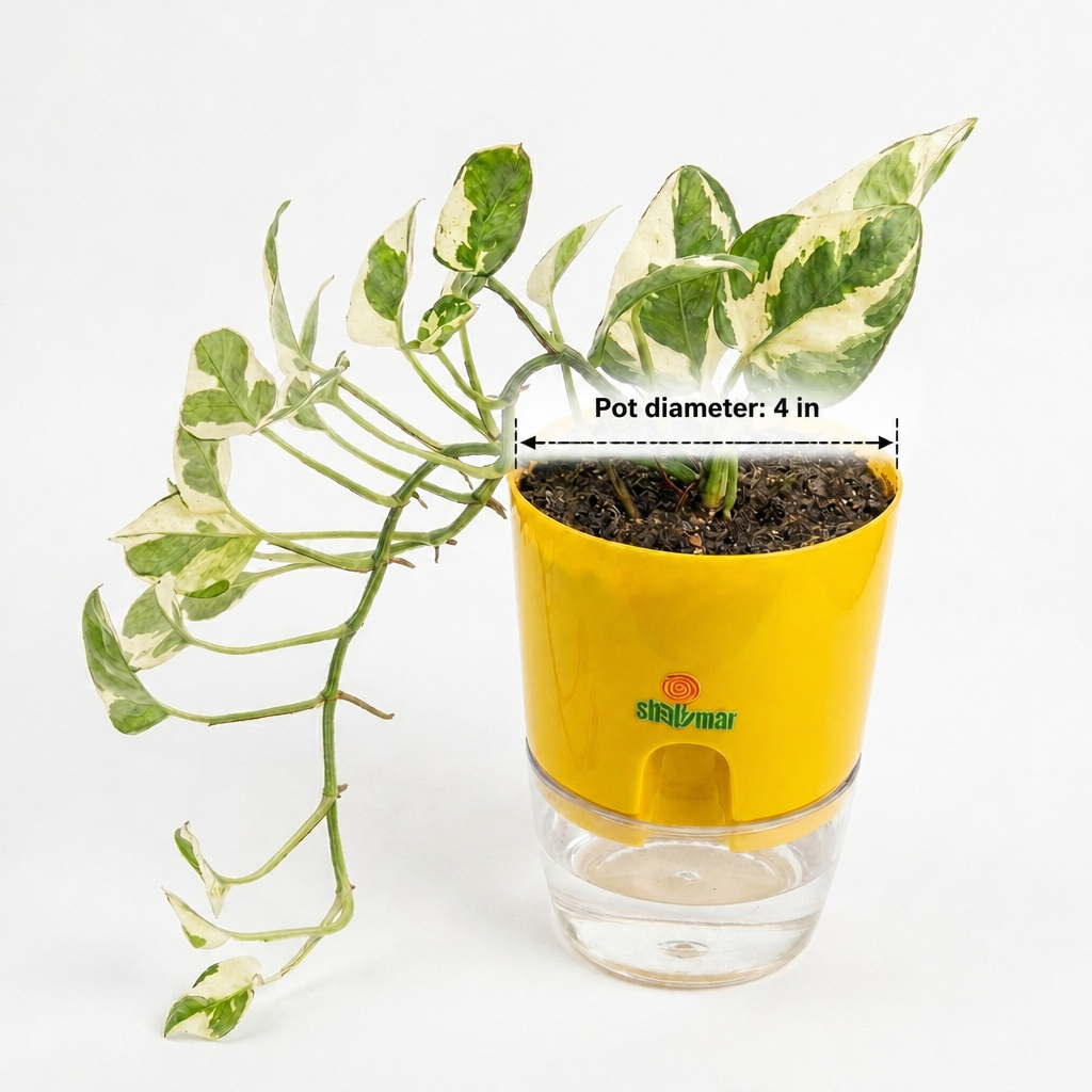 Money Plant Pothos N Joy - dimensions: pot 4 in