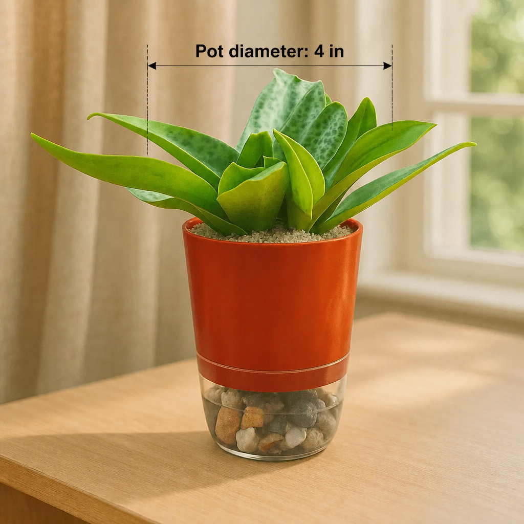 Drimiopsis - dimensions: pot 4 in