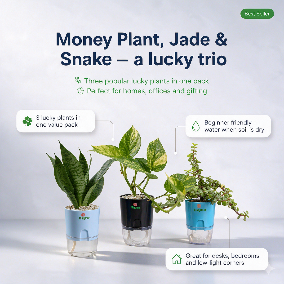 Set of 3 Lucky Plants Pack - key features infographic