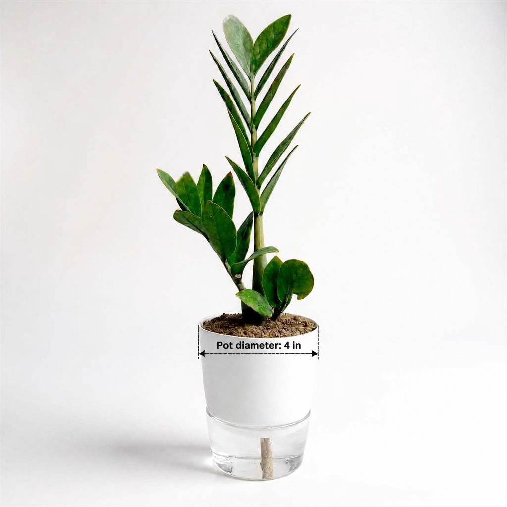 ZZ Plant Green - dimensions: pot 4 in