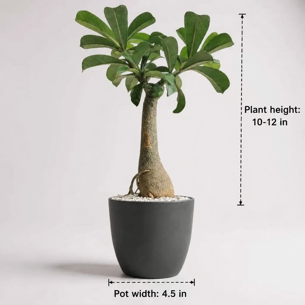 Adenium Desert Rose in Luma Pot - dimensions: plant height 10-12 in, pot width 4.5 in