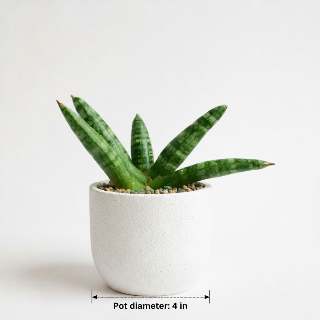 Snake Plant Sensaveria cylindrica boncel - dimensions: pot 4 in