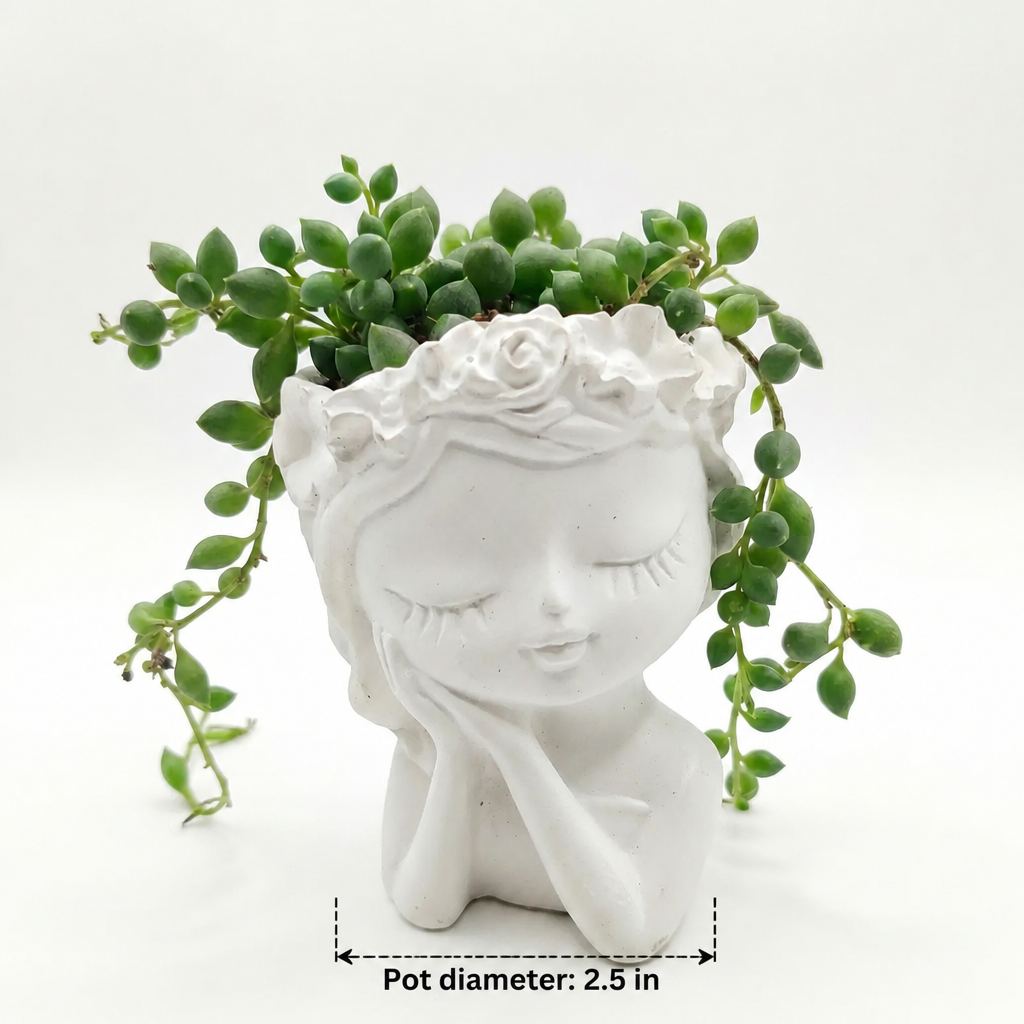 String of Pearls in Doll Pot - dimensions: pot 2.5 in