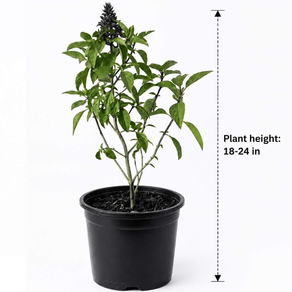 Sweet Basil Niaz Bu - dimensions: plant height 18-24 in