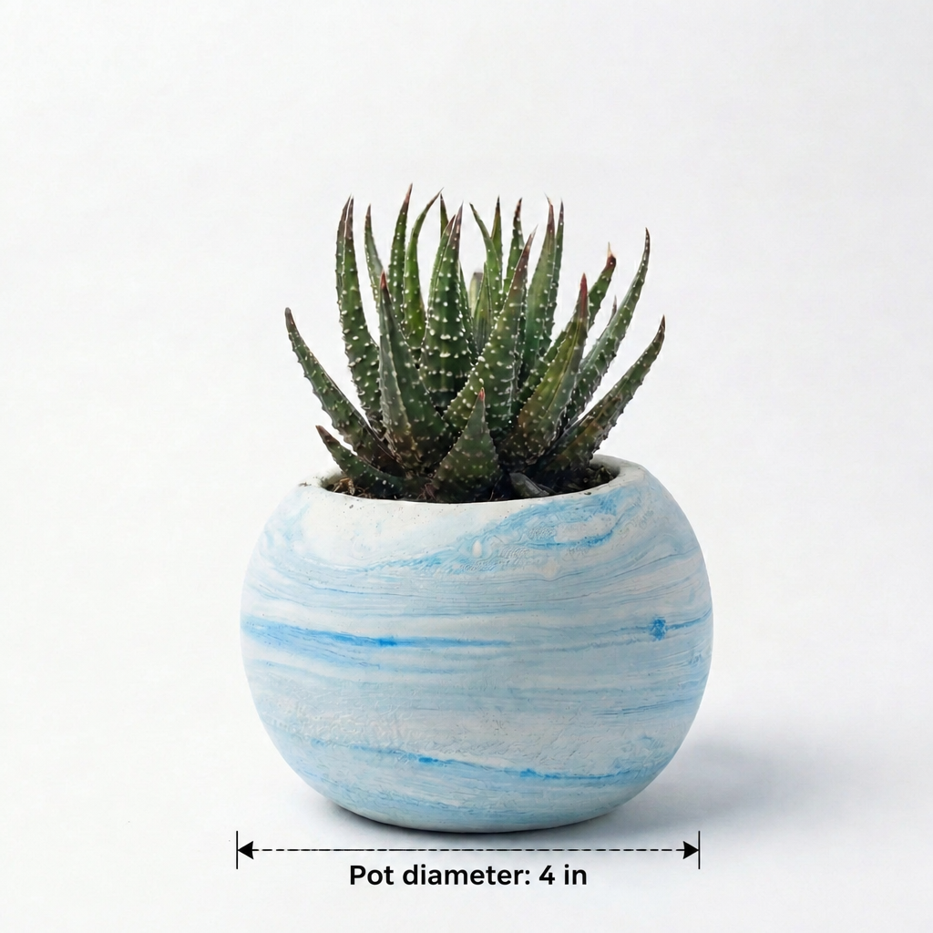 Haworthia attenuata in Marble Texture Round Pot - dimensions: pot 4 in