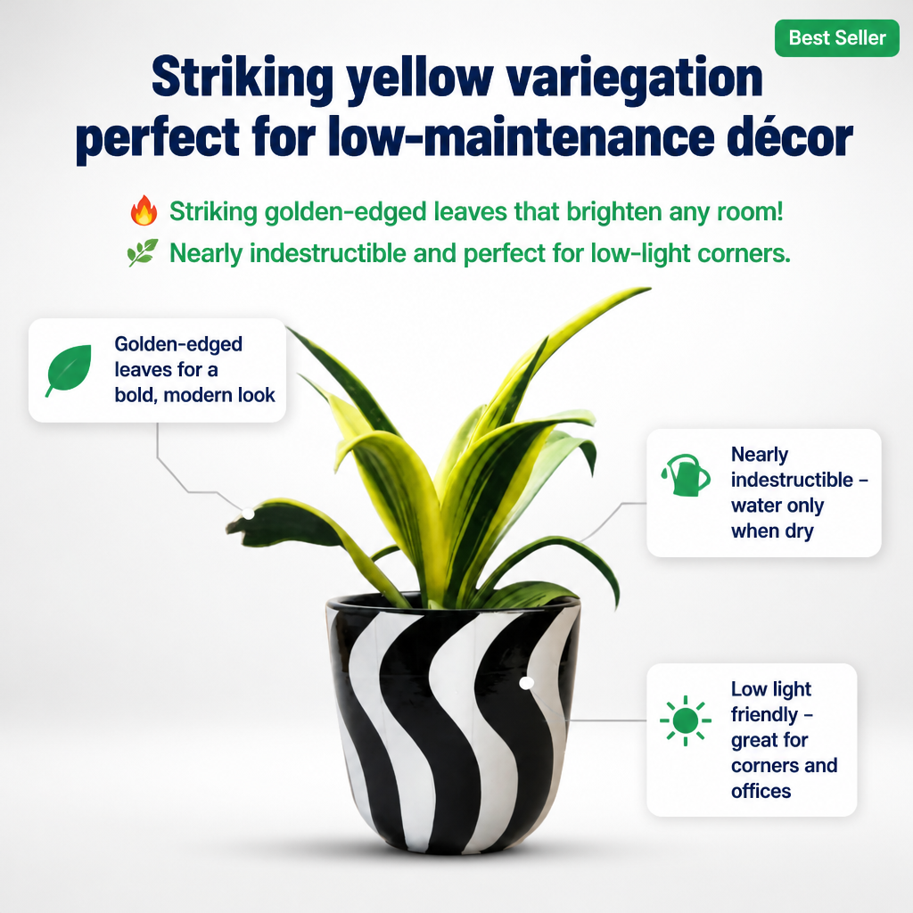 Snake Plant Sensaveria Golden Flame - key features infographic