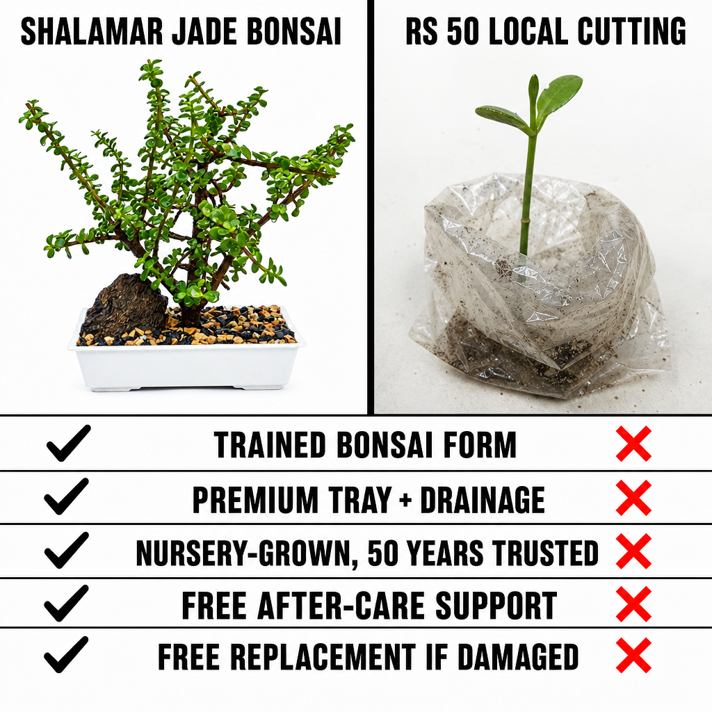 Lucky Jade Bonsai - Why it's worth it comparison