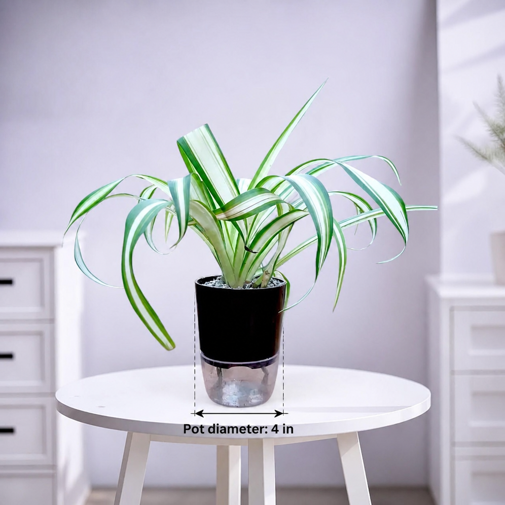 Chlorophytum comosum Spider Plant White - dimensions: pot 4 in