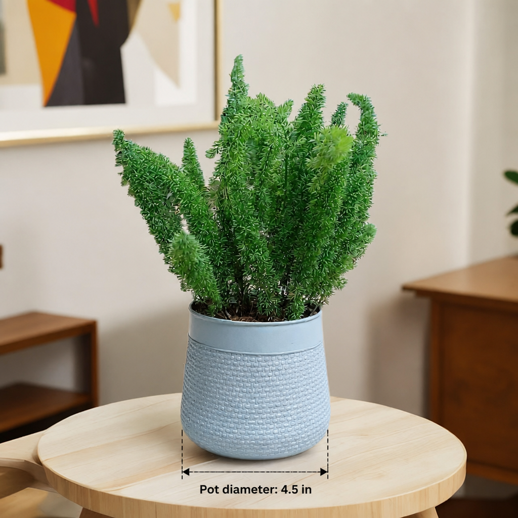 Asparagus Meyeri Foxtail Fern - dimensions: pot 4.5 in