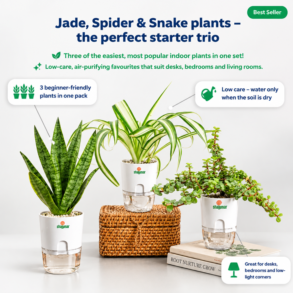 Set of 3 Air Purifying Plants - key features infographic