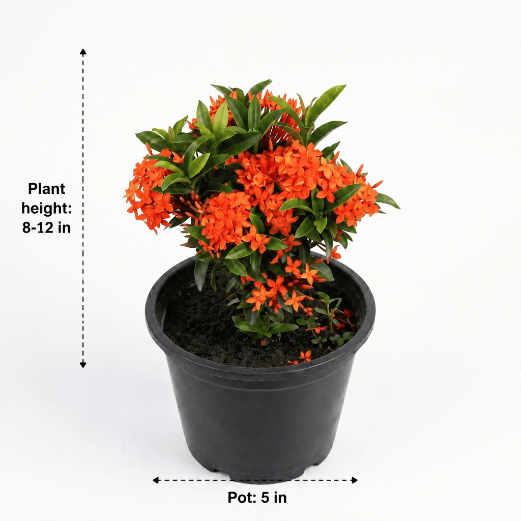 Ixora dwarf Orange - dimensions: plant height 8-12 in, pot 5 in