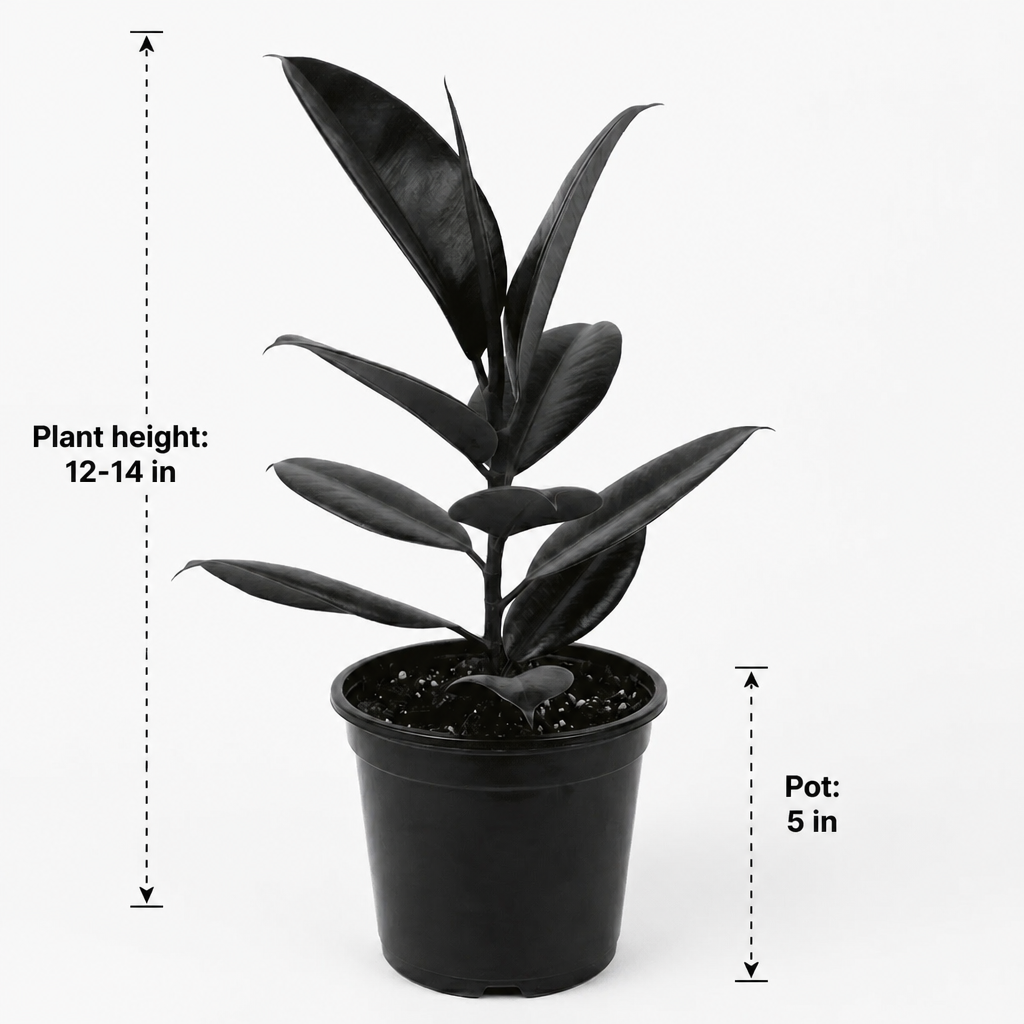 Rubber Plant Black - dimensions: plant height 12-14 in, pot 5 in