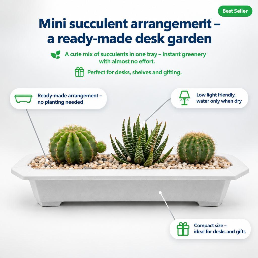 Succulent Cactus Arrangement in plastic tray - key features infographic