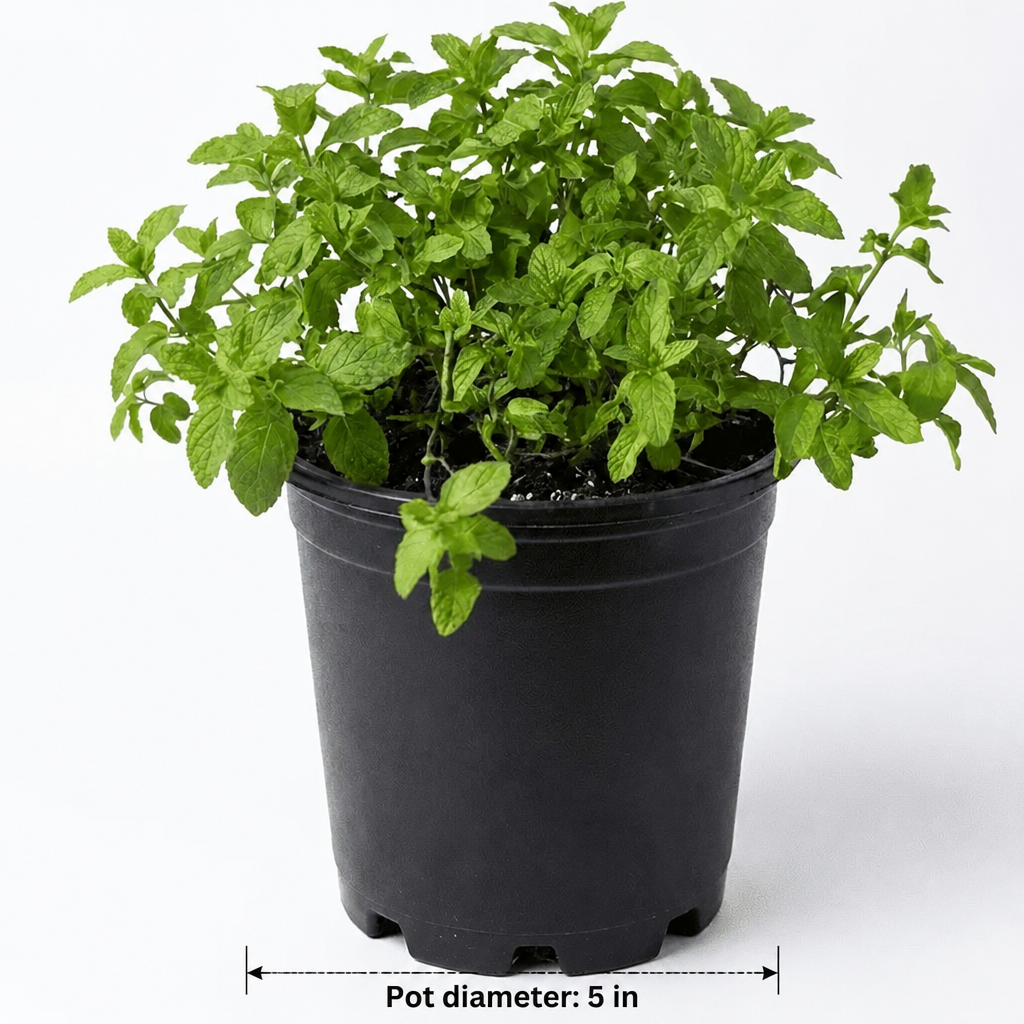 Mint - dimensions: pot 5 in