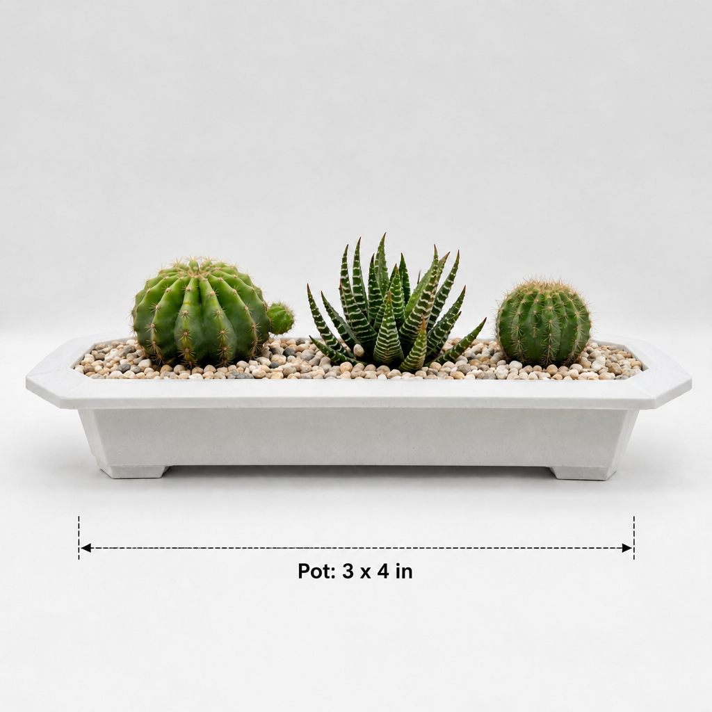 Succulent Cactus Arrangement in plastic tray - dimensions: pot 3 x 4 in