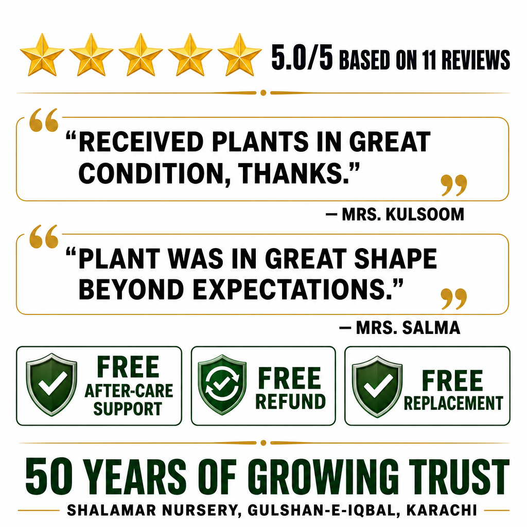 Lucky Jade Bonsai - Reviews and guarantee