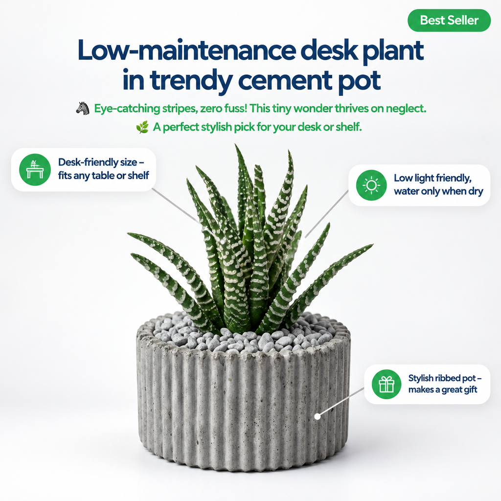 Haworthia Zebra in ribbed pot - key features infographic