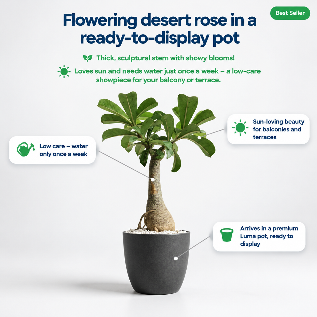 Adenium Desert Rose in Luma Pot - key features infographic